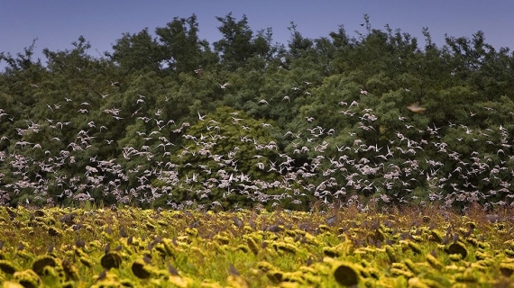 High Volume Dove Shooting