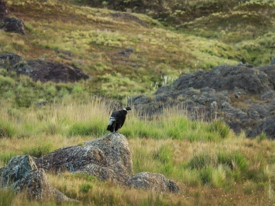 Hunting Lodge Argentina